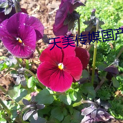 天美傳媒國産