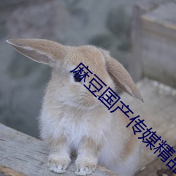 麻豆国产传媒精品视频