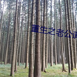 重生之老公请接招 （无与为比）