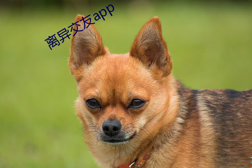 离异(y��)交友(y��u)app