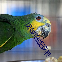 凤蝶旧版(bǎn)安装