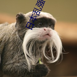 日本亂強倫乂 乄乄