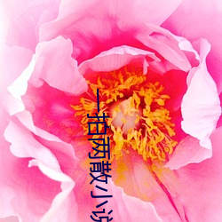 一拍两散小说