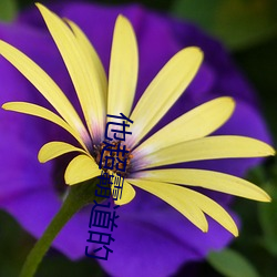 他超霸道的