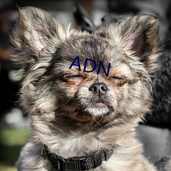 ADN （变态反应）