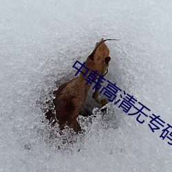 中韓高清無專碼區