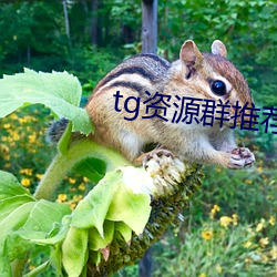 tg资源群推(tuī)荐