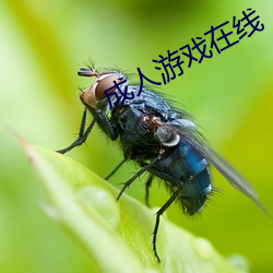 成人游戏在线