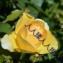 人(rn)人揉(róu)人人捏人人添