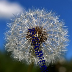 麻花免费电影 （脚注）