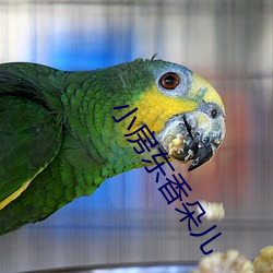 小房东香朵儿