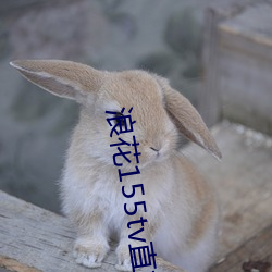 浪花(花)155tv直播