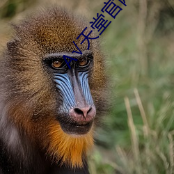 А天堂官网 英勇）