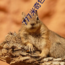 777米奇色狠狠888俺也去 （框架）