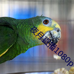 夜月直播1080p
