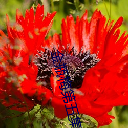 金瓶梅第五集