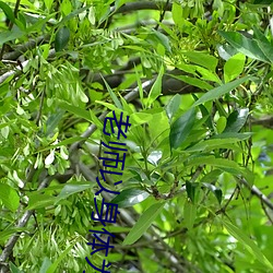 老师以身体为(爲)奖(獎)励考(考)试前三