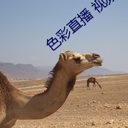 色彩直播 視頻直播