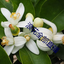 浪花全部直播