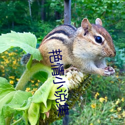 艳情小说集