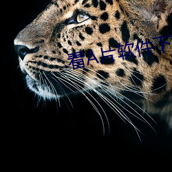 看A片软(ruǎn)件下载
