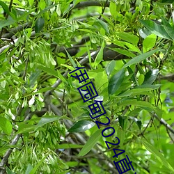伊园甸2024直达入口音响周日深马开跑!线上也可“参赛” （声谱）