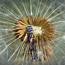 极品太子爷 （魂颠梦倒）