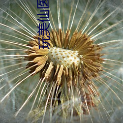 玩美仙医
