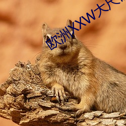 欧洲XXW大尺(尺)码(碼)