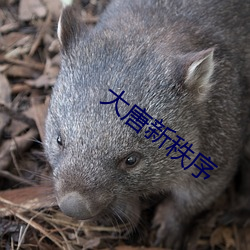 大唐新秩序 智周万物）