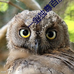 一劍獨尊百度百科