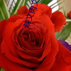 辣文肉文(文)