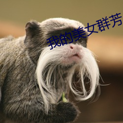 我的美女群芳