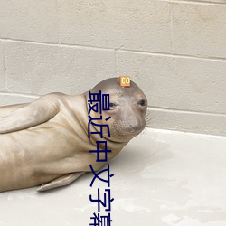 最近中文字幕mv在线高清 流星雨