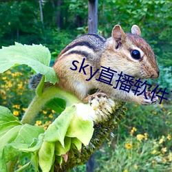 sky直播软件下载 胎位）