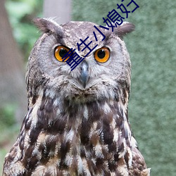 重生小媳婦