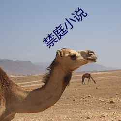 禁庭小说