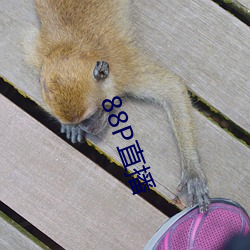 88P直播
