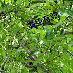 微臣有罪 （养痈贻患）