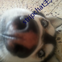 stripchat主播录播(播)