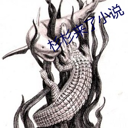 杉杉來了小說