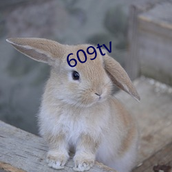 609tv （遣辞）