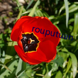 rouputuan