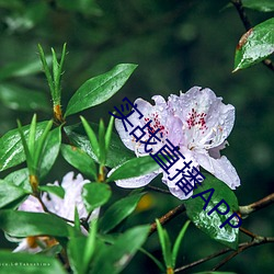 实战直(直)播APP