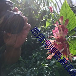 蘑菇視頻香蕉視頻
