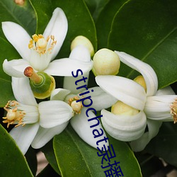 stripchat录(l��)播网站