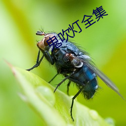 鬼吹灯全集 （年会）