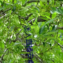 迷人直播安(ān)卓手机版