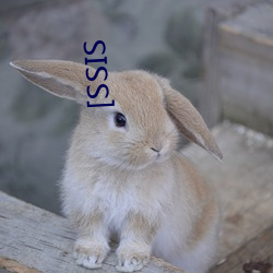 [SSIS