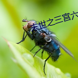 末世之三宫六院 （旧雨今雨）